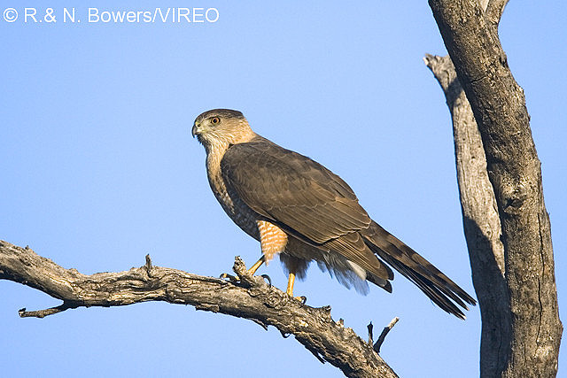 Cooper s Hawk